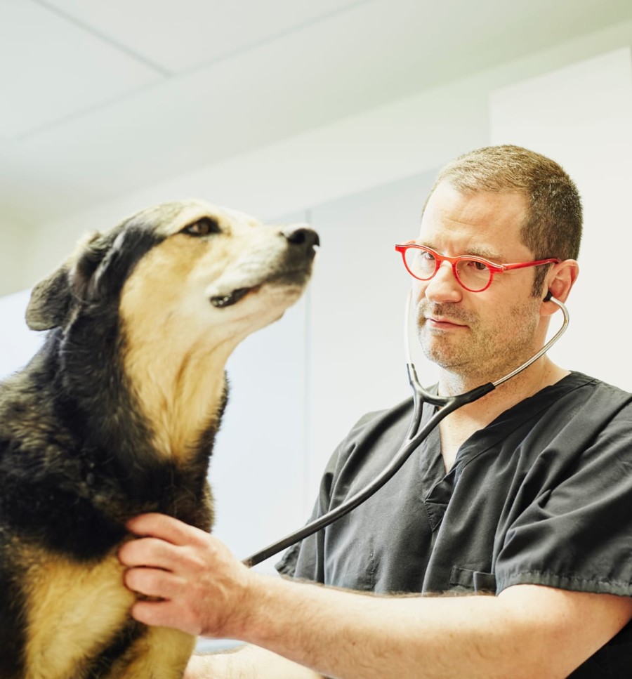 Kleintierklinik Ettlingen - Behandlungssituation Hund